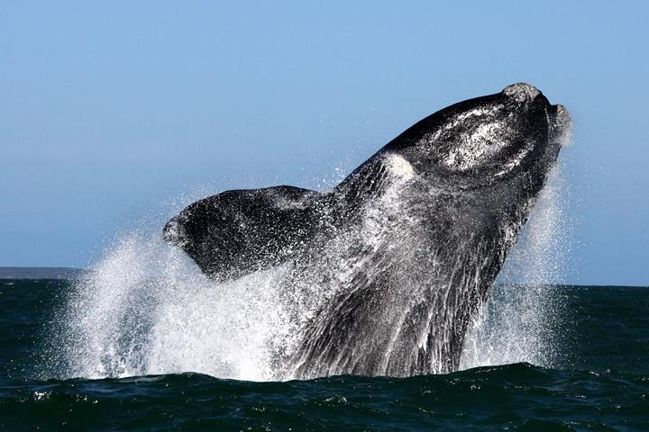 Whale Watching from Gansbaai